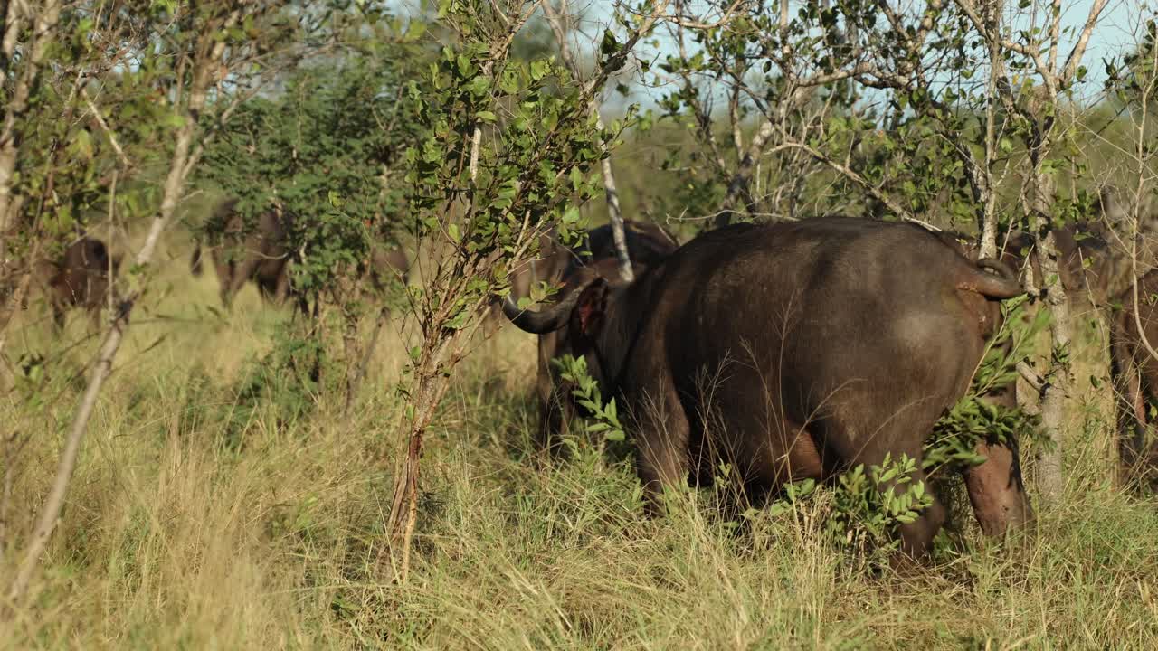 Female Cape buffalo standing behind a green shrub before turning around to walk off into the back, Kruger National Park.