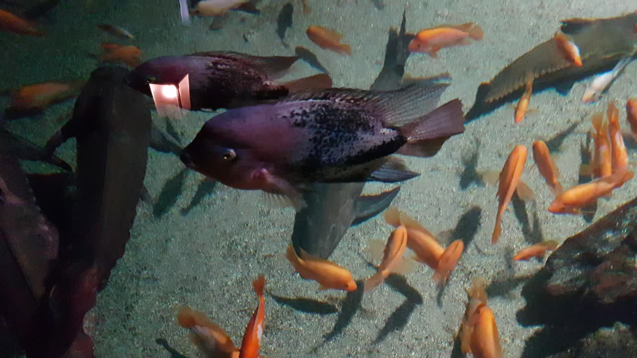 빨판 메기 위를 헤엄치는 오스카 물고기