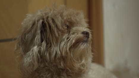 cachorro marrón rascándose el cuerpo porque hay muchas pulgas en su pelaje