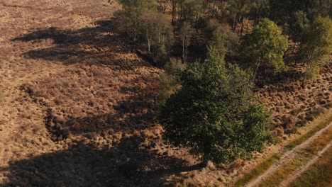 side view of a tree next to a dirt road panning up revealing the details of the tree and its shadow cast due to the late afternoon sun