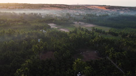 Aerial-circling-over-palm-tree-jungle