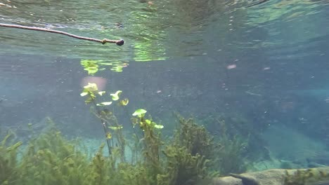 serene underwater view with plants and clear water