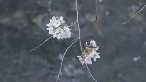 close up of sakura cherry blossom with blurred petals floating on the water in the background