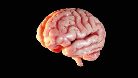 3d brain rotating isolated on black background. loop animation