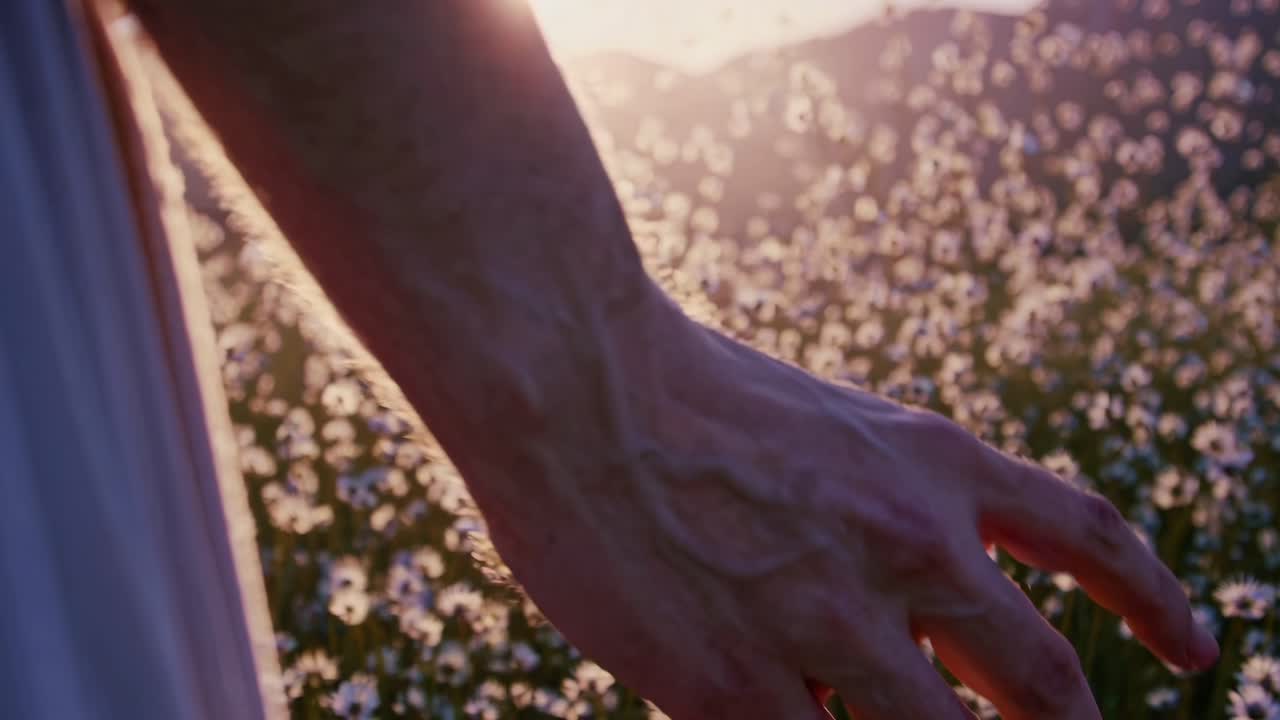 Una ripresa video sognante dal basso angolo di campo di un campo illuminato dal sole con fiori bianchi, che crea un'atmosfera eterea e delicata
