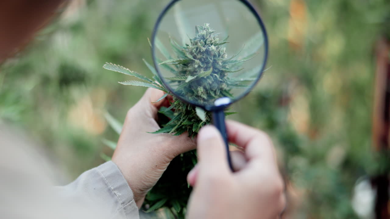 Inspecting a cannabis plant with a magnifying glass