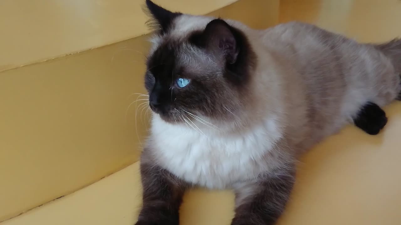 Un bellissimo gatto birmano con gli occhi azzurri seduto sul tavolo giallo