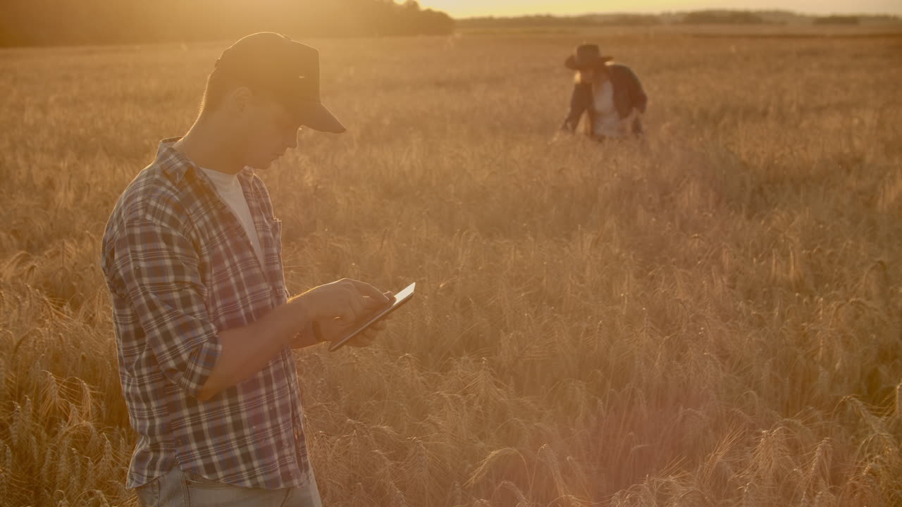 dos agricultores un hombre y una mujer están mirando hacia adelante a la puesta de sol sobre un campo de trigo. trabajo en equipo en el agronegocio