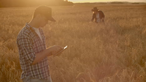 two farmers a man and a woman are looking forward to the sunset over a field of wheat. teamwork in agribusiness