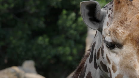 Giraffenkopftier,-Das-Kaut-Und-Die-Ohren-Bewegt