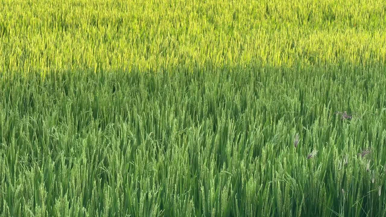 Risaia di un verde vivido che ondeggia dolcemente nel vento