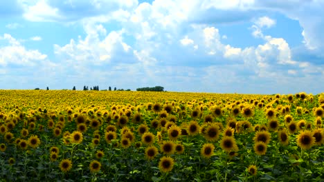 field of sunflowers against the sky. cultivation of sunflowers. summer