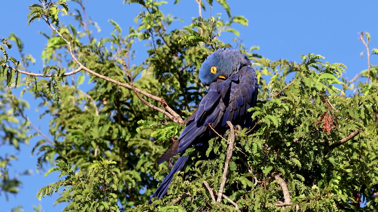 Hyacinth macaw sleeping in a tree at dawn in Brazil's Pantanal, an endangered species