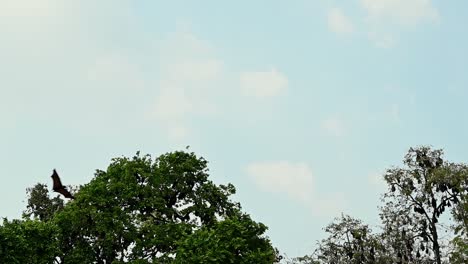 Seen-flying-towards-the-right-over-trees,-while-a-colony-is-roosting-on-these-trees-during-the-afternoon,-blue-sky-and-clouds,-Lyle's-Flying-Fox,-Pteropus-lylei,-Wat-Nong,-Sida,-Saraburi,-Thailand