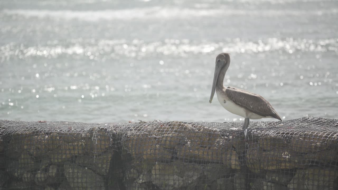 Pelican on a wire meshed pier made of rocks, Taking Flight