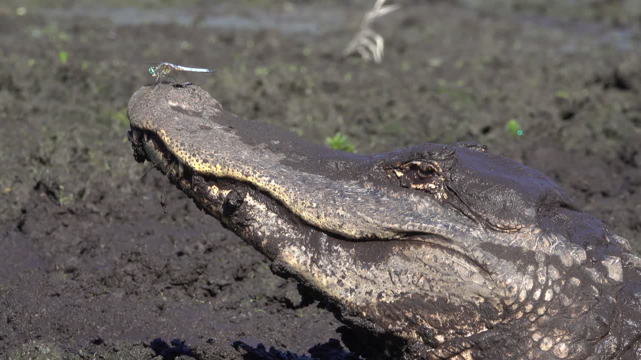 una libélula descansa sobre el hocico de un caimán en un banco fangoso de florida