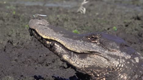 A-Dragonfly-Rests-On-The-Snout-Of-An-Alligator-In-A-Muddy-Bank-Of-Florida