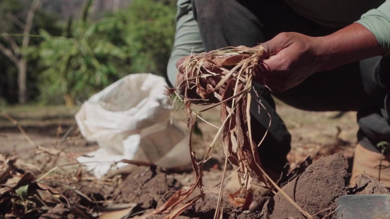 Rallentatore della mano di una persona Kalunga che estrae radici di curcuma dalla terra. Agricoltura tradizionale nel bioma del Cerrado brasiliano