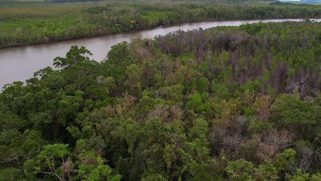 Toma-De-Drone-De-La-Selva-Tropical-Y-El-Río-Daintree,-Paisaje-Verde-De-Queensland,-Australia