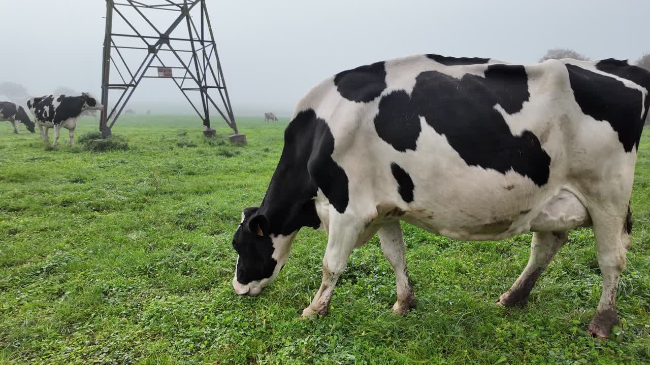 Black and white cow grazing with his gang near an electricity power line tower on a foggy green field