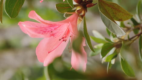 tropical pink lily growing on isle of pines, new caledonia