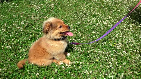 puppy dog on belt takes rest on grass hard breathing, tongue out