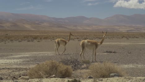 two vicuñas in a desert mountain landscape