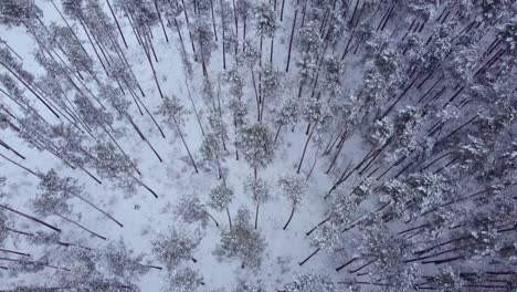 Luftaufnahme,-Flug-über-Riesigen-Nadelwald-Im-Winter