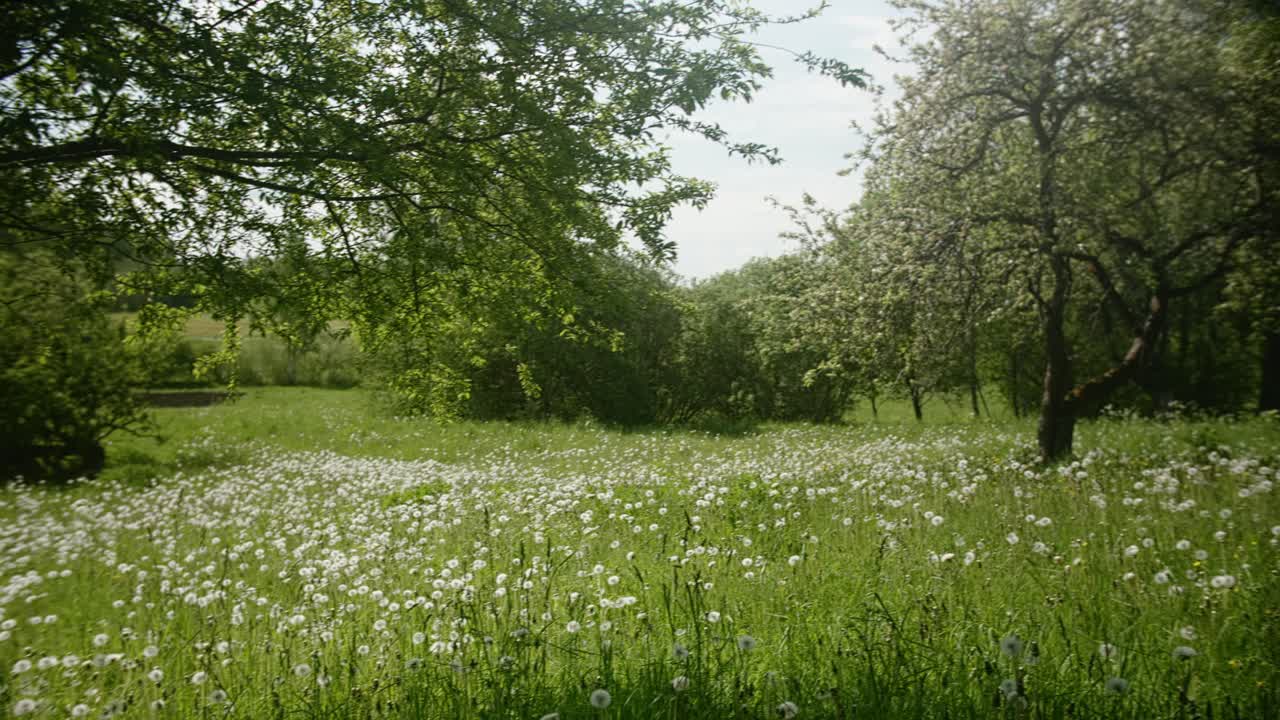 un campo de diente de león florece bajo las ramas de los manzanos, sus flores blancas contrastan con el frondoso follaje verde