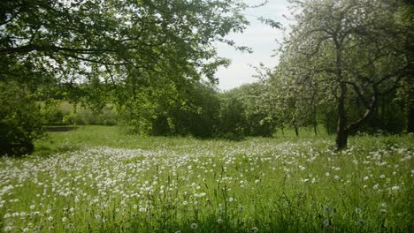 a field of dandelions blooms beneath the branches of apple trees, their white blossoms contrasting with the lush green foliage