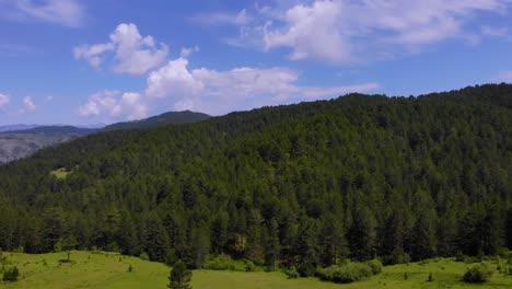 bosque de hadas de pinos rodeado de prados de hierba