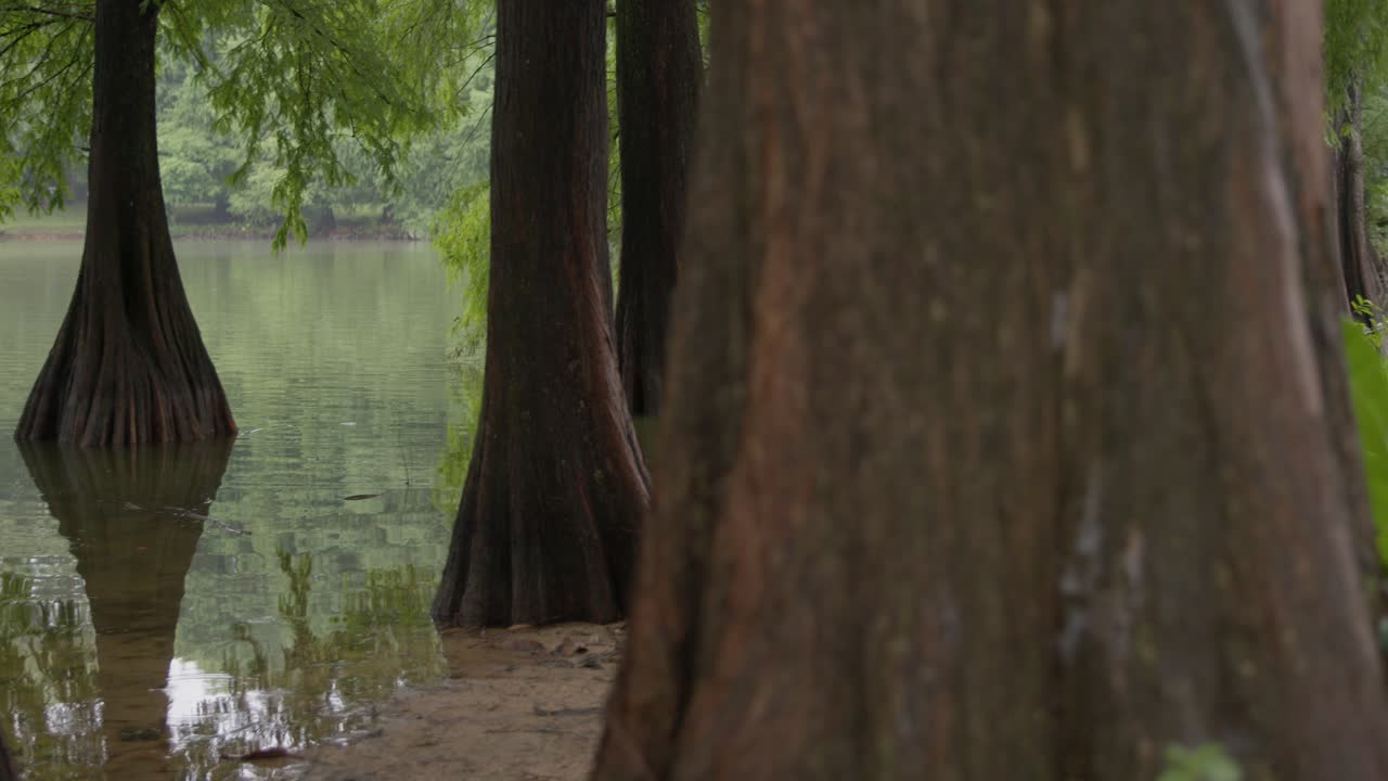 늪에 있는 사이프러스 나무, 나무 줄기를 지나는 트럭