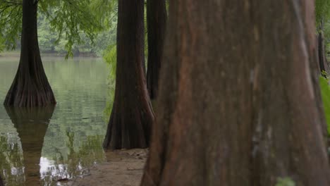 Cypress-trees-in-a-swamp,-truck-right-passing-tree-trunks