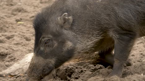 tiro de seguimiento del cerdo verrugoso visayano en peligro de extinción en busca de comida