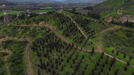 Bäume-Von-Cerro-Pomaire,-Gemeinde-Melipilla,-Chile