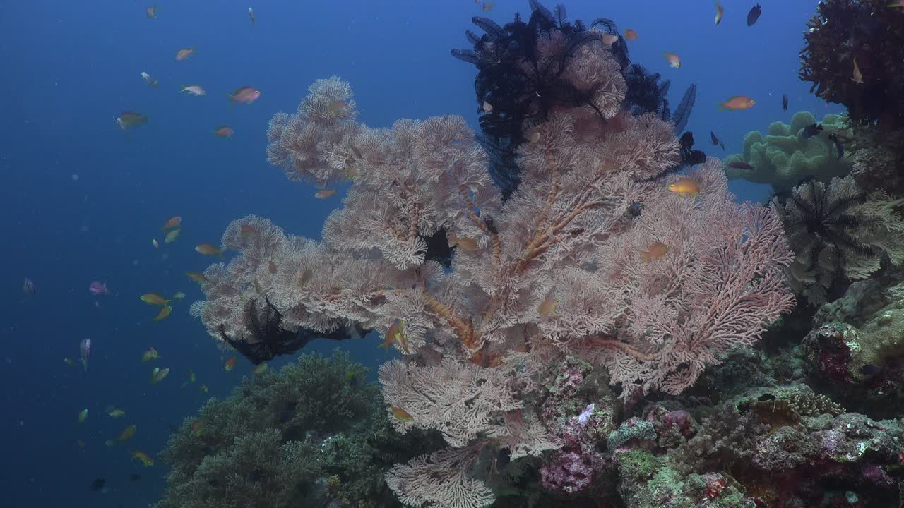 Big pink sea fan with reef fishes on tropical coral reef, wide angle shot