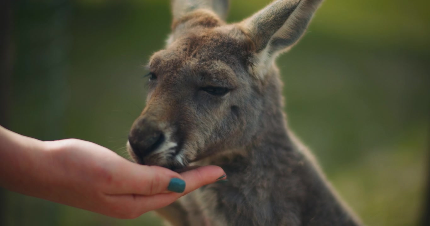Piccoli canguri grigi orientali che mangiano dalla mano di una persona, primo piano, 4K