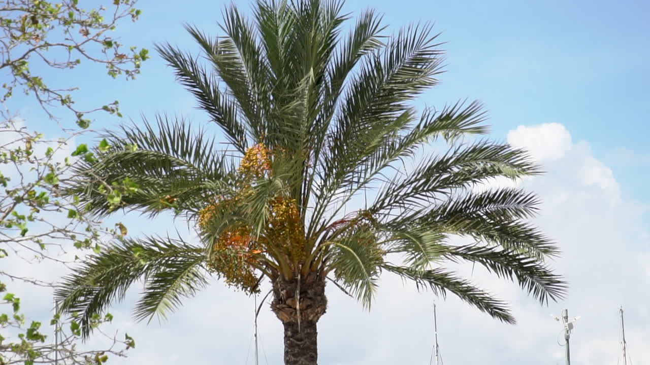 Palm tree in front of a blue summer