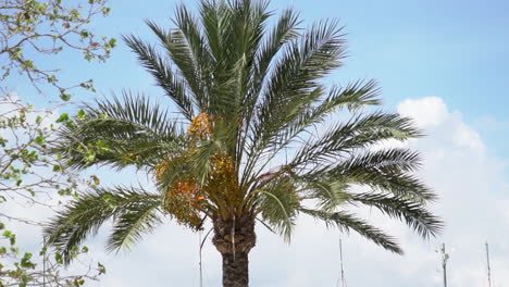 palm tree in front of a blue summer