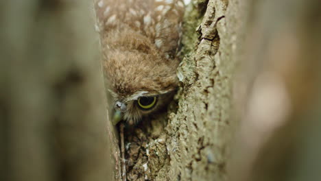 baby owl hiding in tree