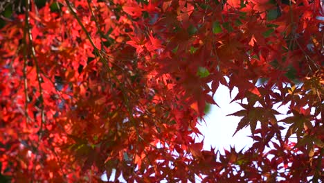 autumn colored red maple leaves slowly waving in the wind, close up view at daytime