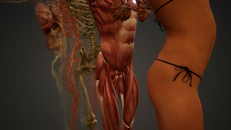 ilustración animada de la anatomía humana en 3d