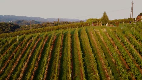 campo de uvas en estiria, austria, disparo de un avión no tripulado