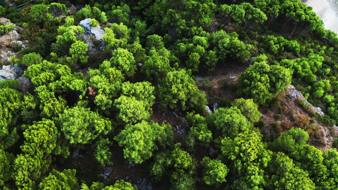 멋진 구조의 땅과 포화된 푸른 나무의 공중 평면도