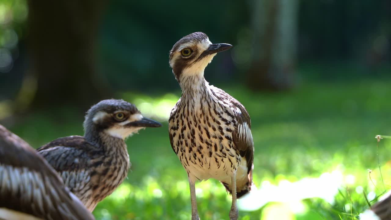 Close up shot of a shy ground-dwelling bush stone-curlew, burhinus grallarius spotted standing on the open grass plain under the shade, wondering around the surrounding, endemic to Australia