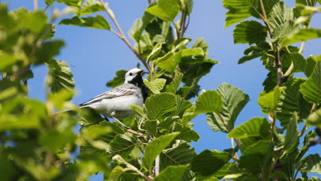 white-wagtail-perched-and-singing-on-a-birch-branch,-in-slowmotion