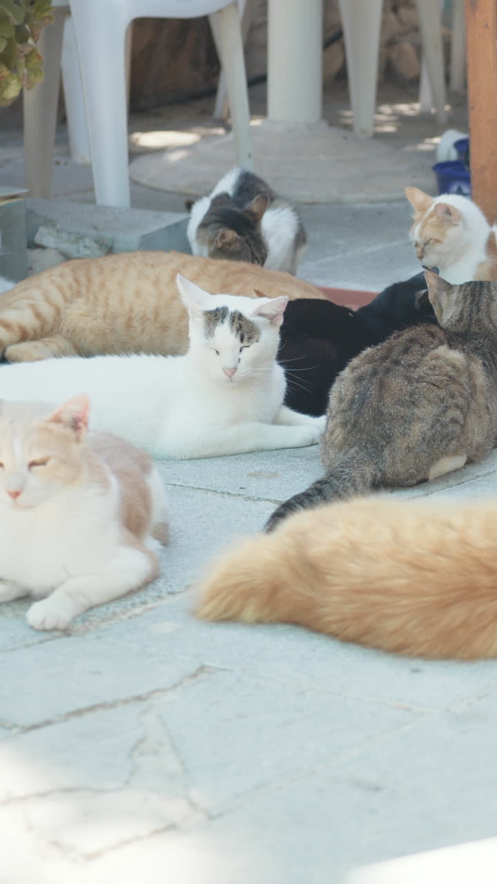 Cats relaxing in the sun
