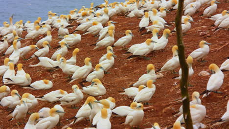 northern gannets birds grouping in nesting colony near cliff, tilt up, quebec