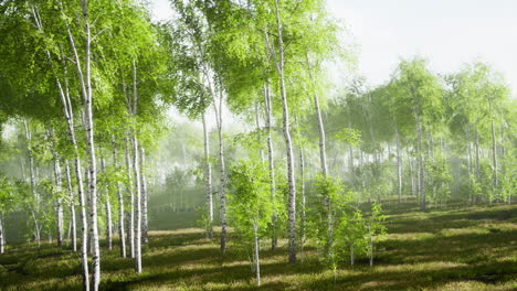 bosque de abedul en la niebla de la mañana