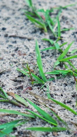 grass and ants on sand